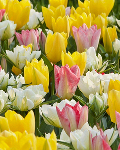 Zmes Fosteriana Beauties, 100 kusov  